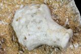 Mississipian Fossil Crinoids (Uperocrinus) - Missouri #80800-1